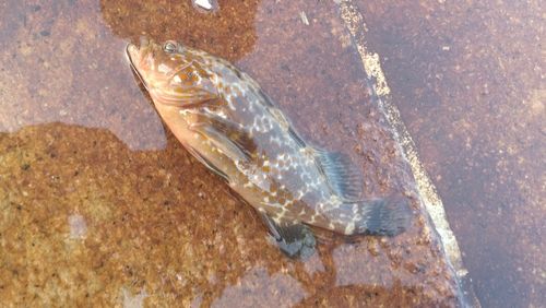 アコウの釣果