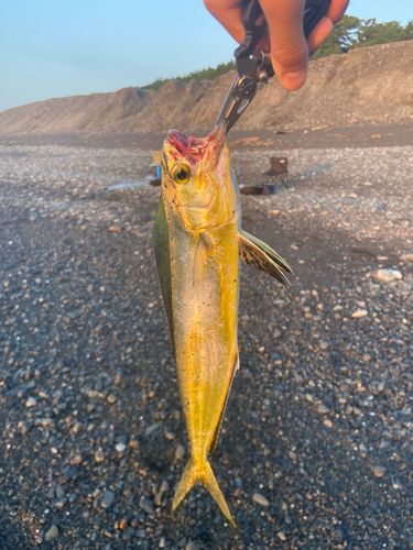 シイラの釣果