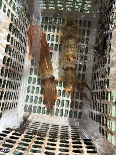 クエの釣果