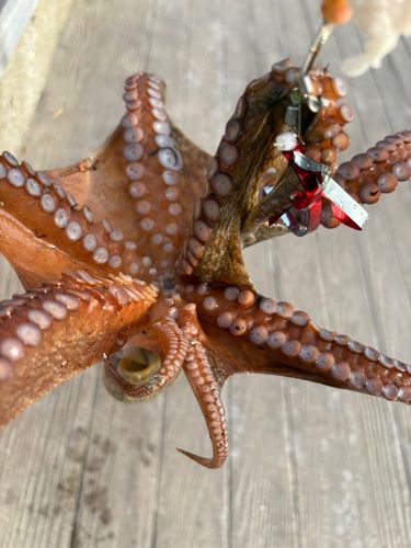 タコの釣果