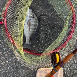 クロダイ