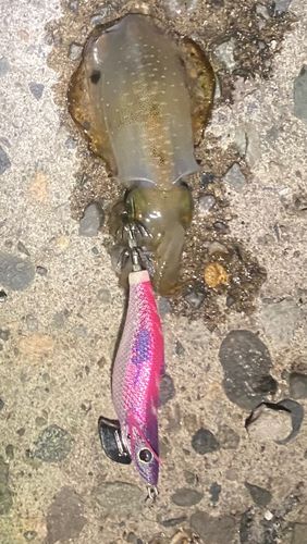 アオリイカの釣果