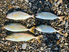 ショゴの釣果