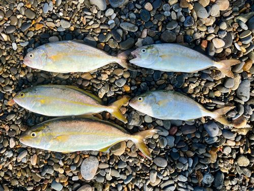 ショゴの釣果