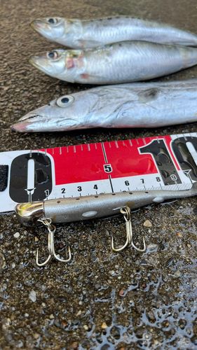 タチウオの釣果