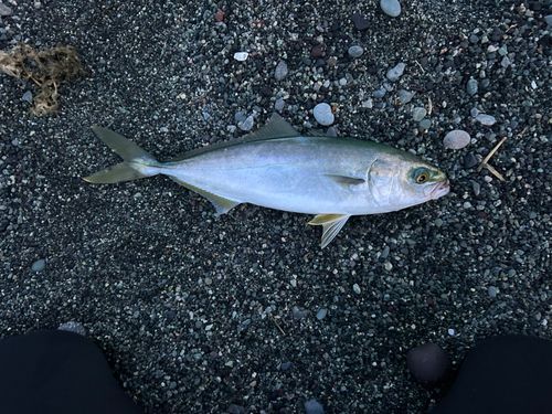 ワカシの釣果