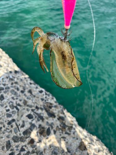 アオリイカの釣果
