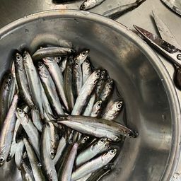 カタクチイワシ