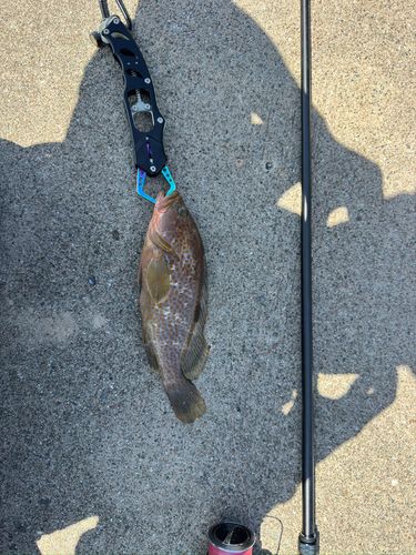 キジハタの釣果