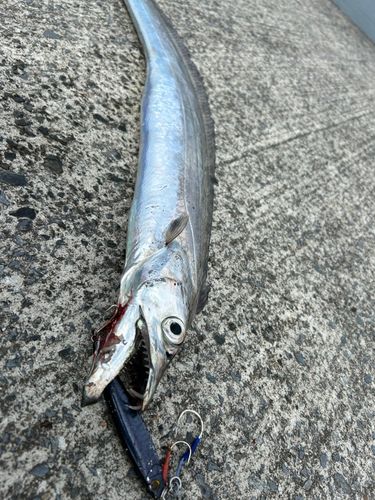 タチウオ