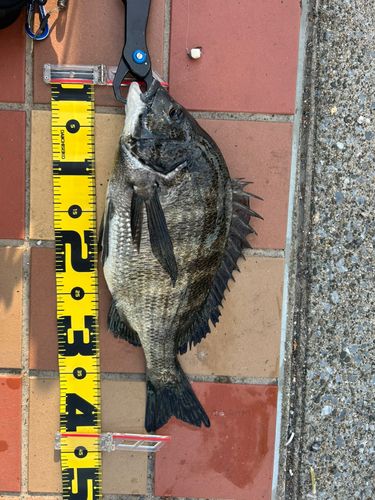 チヌの釣果