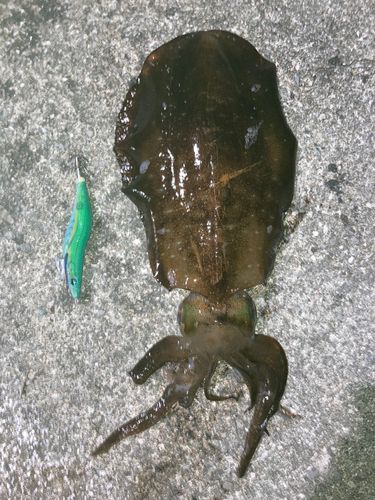 アオリイカの釣果