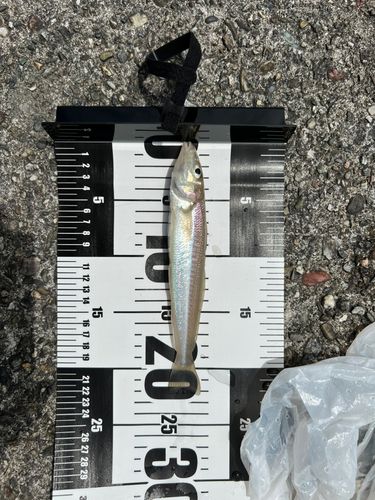 釣果