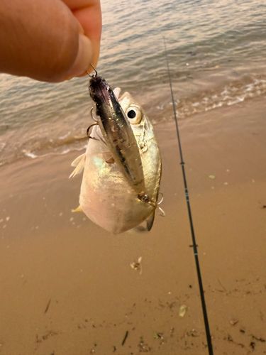 メッキの釣果