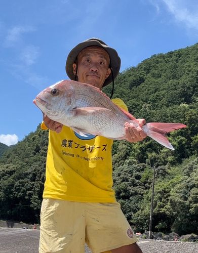 タイの釣果
