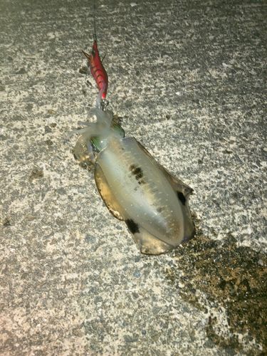 アオリイカの釣果