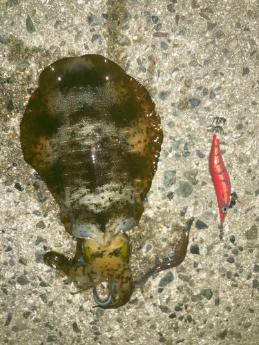 アオリイカの釣果