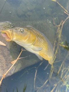 コイの釣果