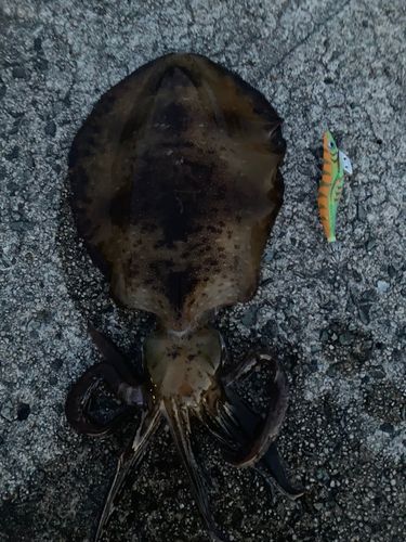 アオリイカの釣果