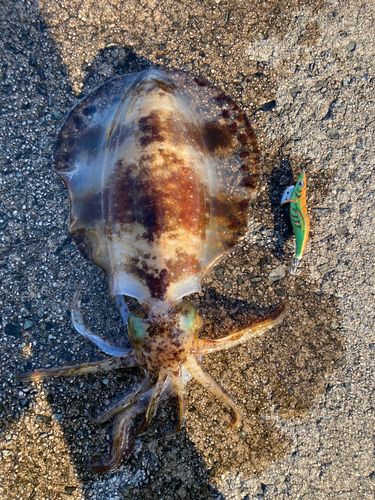アオリイカの釣果