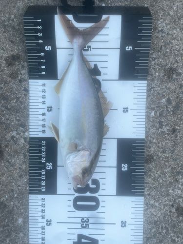 ネリゴの釣果