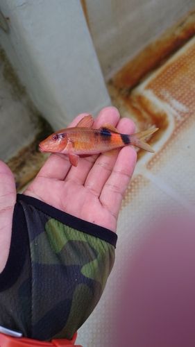 オジサンの釣果
