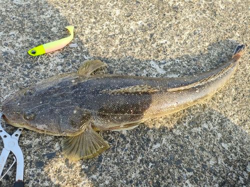 マゴチの釣果