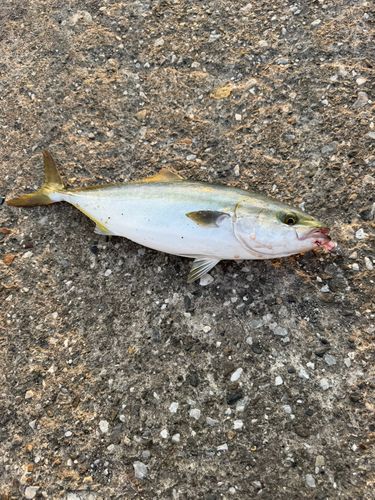 イナダの釣果