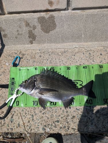 チヌの釣果