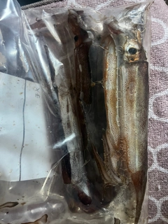 スルメイカの釣果