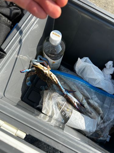 ワタリガニの釣果