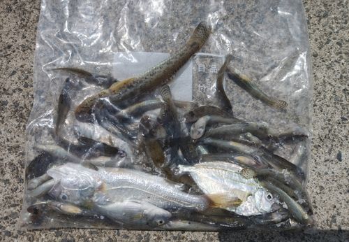 ハゼの釣果