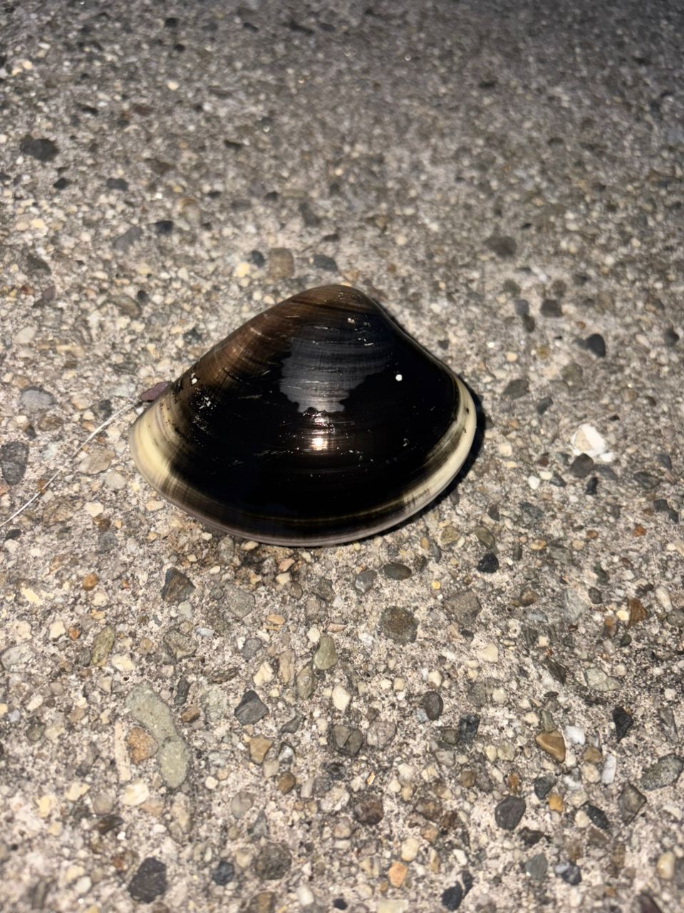 ハゼ