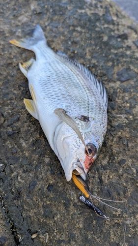 キビレの釣果