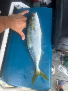 イナダの釣果