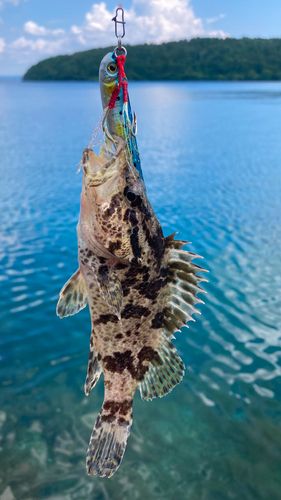 タケノコメバルの釣果