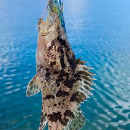 タケノコメバル