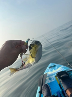 シロサバフグの釣果