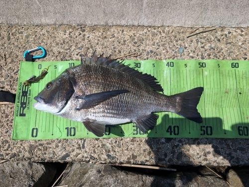 チヌの釣果