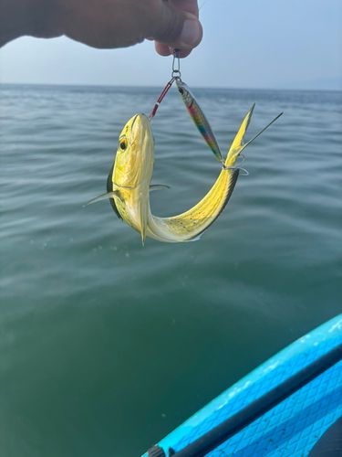 シイラの釣果