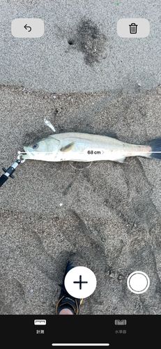 スズキの釣果