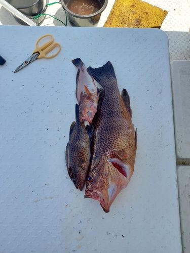 オオモンハタの釣果
