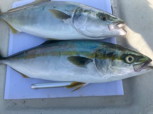 イナダの釣果