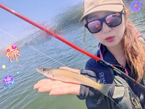 シロギスの釣果