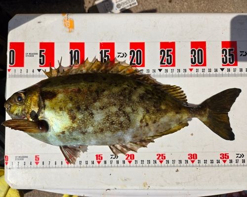 アイゴの釣果