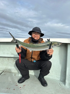 サワラの釣果