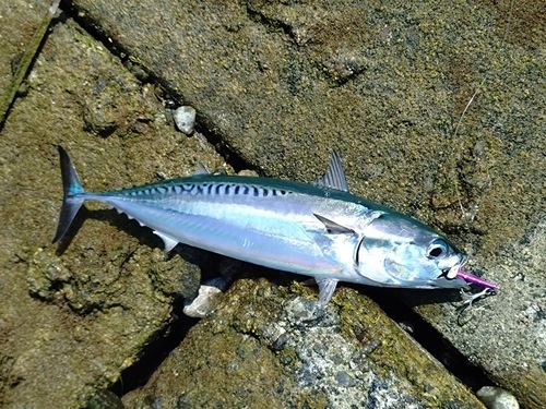 ソウダガツオの釣果