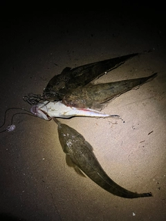 マゴチの釣果