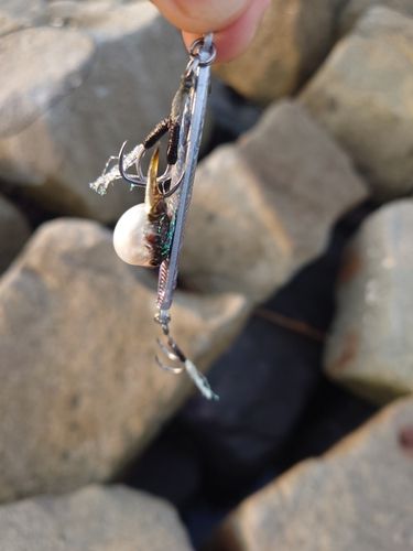 クサフグの釣果