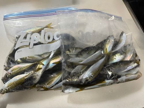 アジの釣果